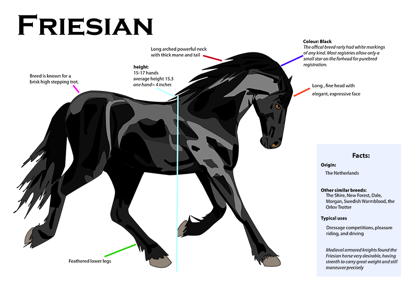 Friesian Horse Infographic